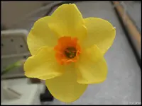 c016.webp