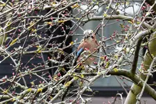 P1420520.webp