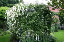 Rosenlaube0115.webp