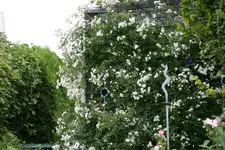 Rose Unschuld0118.webp