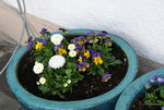 Frühling   0920.JPG