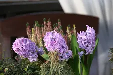 Frühling   1020.webp
