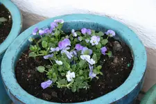 Frühling   1220.webp