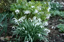 Frühling   1320.webp