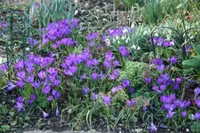 Frühling   1420.webp