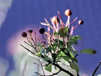image005.webp
