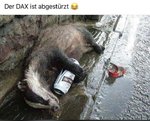 Dax.jpeg