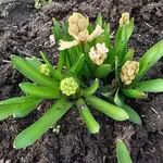 Hyazinthe 2 (2).webp