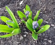 Hyazinthe 3 (2).webp