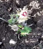 Küchenscheelle 1 (2).webp