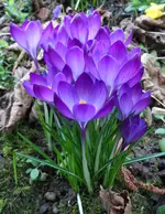 SAM_1565.webp