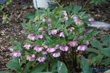 comp_DSC08754.jpg