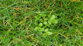 Garten 5.webp