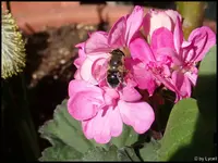 c021.webp