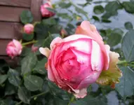IMG_5069.webp