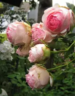 IMG_1453.JPG