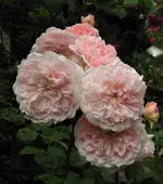 IMG_1444.webp