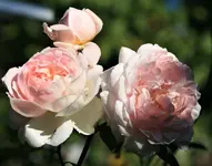 IMG_4934.webp