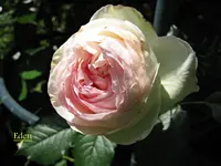 IMG_1289-001.webp