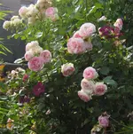IMG_1731.webp