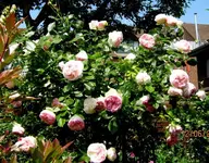IMG_5152 (2).webp