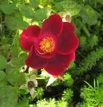 IMG_2733 (2).webp