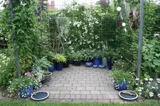 Hostaparade1417.webp