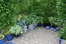Hostaparade3319.webp
