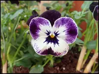 c028.webp