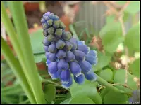 c029.webp