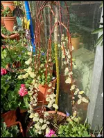 c030.webp