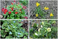 Garten im März 9.jpg