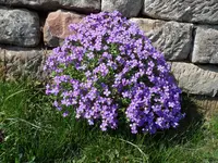 SAM_1594.webp
