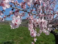 SAM_1597.webp