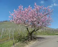 SAM_1599.webp