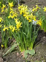 P1000012Narcisse.JPG