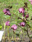 P1000014Lenzrose.JPG