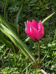 P1000016Wildtulpe.JPG