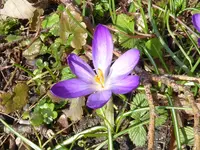 P1000019Krokus.webp