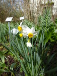 P1000021Tazetten-Narcisse.JPG