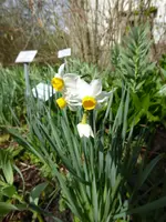 P1000021Tazetten-Narcisse.webp
