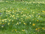 P1000023Krokus-Narcissenwiese.JPG
