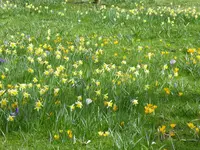 P1000023Krokus-Narcissenwiese.webp