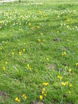 P1000024Krokus-Narcissenwiese.JPG