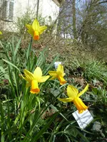 P1000026Narcisse.webp