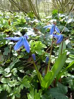 P1000029Scilla sibirica.webp