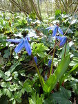 P1000029Scilla sibirica.JPG