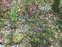 P1000031Iris und Blausternchen.webp