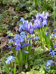 P1000034Iris.JPG