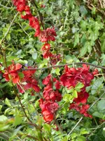 P1000036Zierquitte.webp